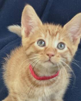 Kit Kat (A142071) -  Tabby Cat for Adoption in Burbank, California - Kit Kat (A142071) | PetCurious