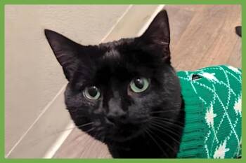 Nugget -  Domestic Short Hair Cat for Adoption in Amherst, Massachusetts - Nugget | PetCurious