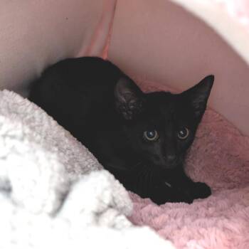 Leo -  Domestic Short Hair Cat for Adoption in Buchanan Dam, Texas - Leo | PetCurious
