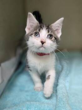 Pinwheel -  Domestic Short Hair Cat for Adoption in Westland, Michigan - Pinwheel | PetCurious