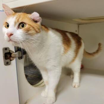 Fajita Quesadilla -  Domestic Short Hair Cat for Adoption in Columbia, Missouri - Fajita Quesadilla | PetCurious