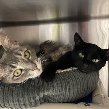 Sushi and Luna -  Domestic Medium Hair Cat for Adoption in North Kingstown, Rhode Island - Sushi And Luna | PetCurious