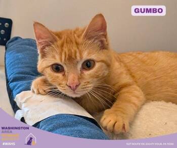 Domestic Short Hair Cats Available for Adoption in Eighty Four, Pennsylvania - Gumbo | PetCurious