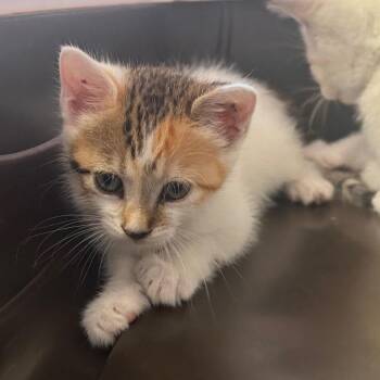 Lisa -  Domestic Short Hair Cat for Adoption in Tampa, Florida - Lisa | PetCurious