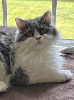 Cannoli -  Persian Cat for Adoption in Allentown, New Jersey - Cannoli | PetCurious