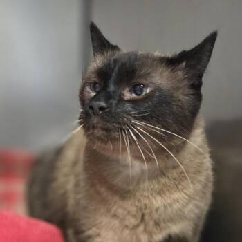 Ashton -  Siamese Cat for Adoption in Pittsford, Vermont - Ashton | PetCurious