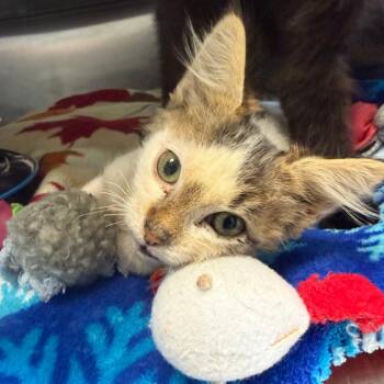 Chucky -  Domestic Long Hair Cat for Adoption in Fort Bragg, California - Chucky | PetCurious