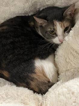 Domestic Short Hair Cats Available for Adoption - Martina | PetCurious