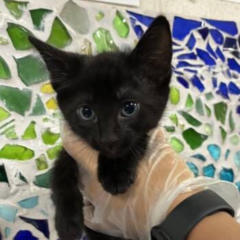 GORDON -  Domestic Short Hair Cat for Adoption in Pensacola, Florida - GORDON | PetCurious
