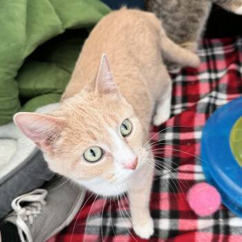 Domestic Short Hair Cats Available for Adoption - Audrey | PetCurious