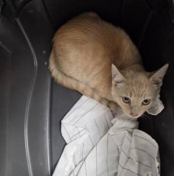 Apple -  Domestic Short Hair Cat for Adoption in Sacramento, California - Apple | PetCurious