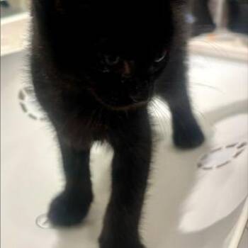 Prince Rossi -  Domestic Short Hair Cat for Adoption in League City, Texas - Prince Rossi | PetCurious