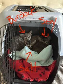 Burdock -  Domestic Short Hair Cat for Adoption in Fairfax, Virginia - Burdock | PetCurious