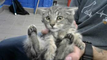 JINAFIRE -  Domestic Short Hair Cat for Adoption in Albuquerque, New Mexico - JINAFIRE | PetCurious