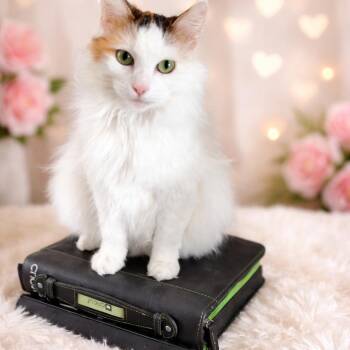 Lucy -  Domestic Long Hair Cat for Adoption in Cleveland, Texas - Lucy | PetCurious