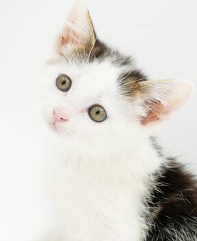 Paisley is so pretty petite poofy and SUPER SWEET -  Turkish Van and Ragdoll Cat for Adoption in Bedford Hills, New York - Paisley Is So Pretty Petite Poofy And SUPER SWEET | PetCurious