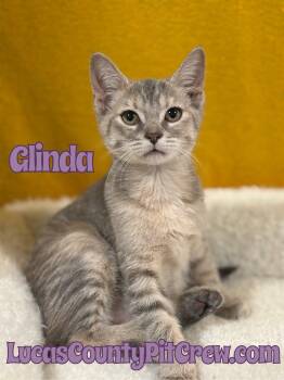 Rescue Domestic Short Hair and Tabby Cats for Adoption in Toledo, Ohio - Glinda | PetCurious