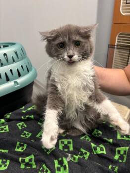 Prunella -  Domestic Long Hair Cat for Adoption in Bloomington, Indiana - Prunella | PetCurious