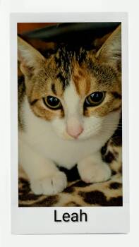 Leah -  Domestic Short Hair Cat for Adoption in Caistor Centre, Ontario - Leah | PetCurious