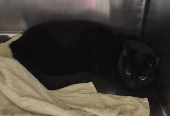 Domestic Short Hair Cats Available for Adoption in Decatur, Illinois - CHEWY | PetCurious