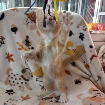 Shaun the Nonbeliever -  Domestic Short Hair Cat for Adoption in Phoenix, Arizona - Shaun The Nonbeliever | PetCurious