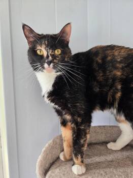 Domestic Short Hair Cats Available for Adoption in Warwick, Rhode Island - Audrey | PetCurious