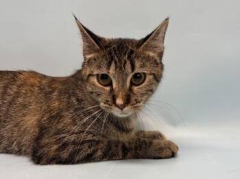 Foreverin -  Domestic Short Hair Cat for Adoption in Minneapolis, Minnesota - Foreverin | PetCurious