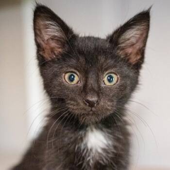 Rescue Domestic Short Hair Cats for Adoption in Wheaton, Illinois - Ms Mustache | PetCurious