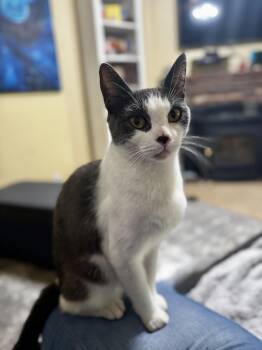 Wendy -  Domestic Short Hair Cat for Adoption in Helendale, California - Wendy | PetCurious