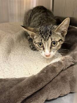 MALCOLM -  Domestic Short Hair Cat for Adoption in Albuquerque, New Mexico - MALCOLM | PetCurious