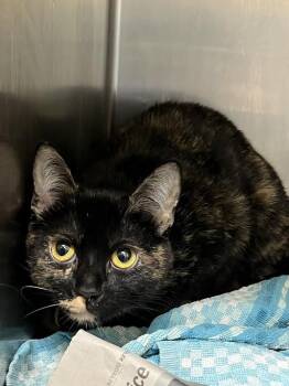 BASTET -  Domestic Short Hair Cat for Adoption in Las Vegas, Nevada - BASTET | PetCurious