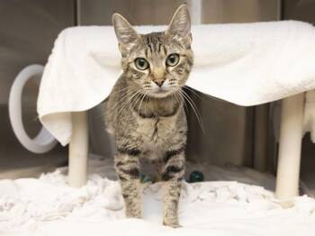 DAWN -  Domestic Short Hair Cat for Adoption in Phoenix, Arizona - DAWN | PetCurious