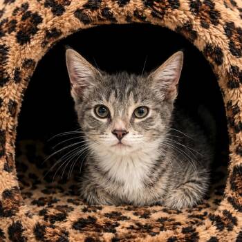 Indium -  Domestic Short Hair Cat for Adoption in Binghamton, New York - Indium | PetCurious