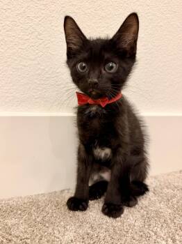 Eris -  Domestic Short Hair Cat for Adoption in Bentonville, Arkansas - Eris | PetCurious