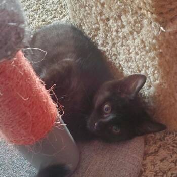 Shadow -  Domestic Short Hair Cat for Adoption in York, Pennsylvania - Shadow | PetCurious