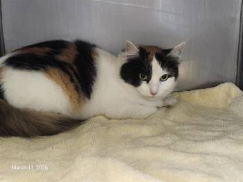 Domestic Medium Hair Cats Available for Adoption - BELLAMY* | PetCurious