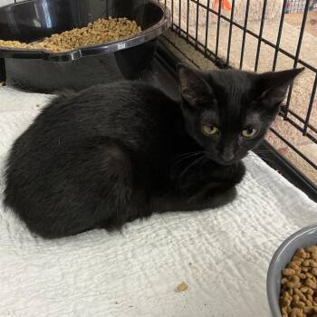 Tiki -  Domestic Short Hair Cat for Adoption in Wappingers Falls, New York - Tiki | PetCurious