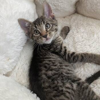 Fritz -  Domestic Short Hair Cat for Adoption in Hannibal, Missouri - Fritz | PetCurious