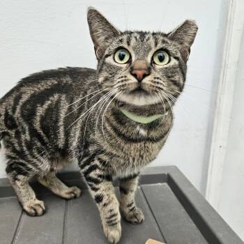 Rescue Domestic Short Hair Cats for Adoption in Lakewood, Colorado - Aimee | PetCurious