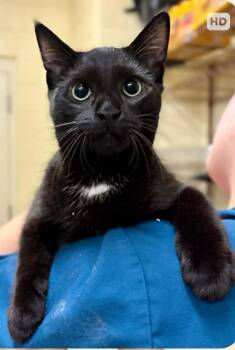 Pavel (South Carolina Four) -  Domestic Short Hair Cat for Adoption in Brewster, New York - Pavel (South Carolina Four) | PetCurious