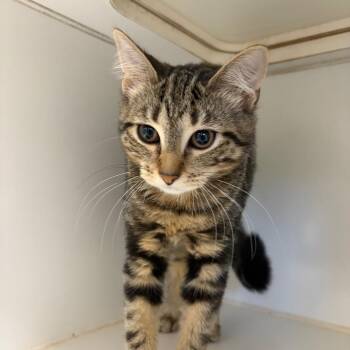 Prue -  Domestic Short Hair Cat for Adoption in Newark, New Jersey - Prue | PetCurious