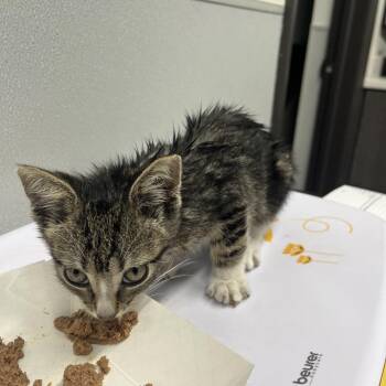 Beau -  Domestic Short Hair Cat for Adoption in Tampa, Florida - Beau | PetCurious