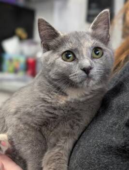 CONNITA -  Domestic Short Hair Cat for Adoption in Canfield, Ohio - CONNITA | PetCurious