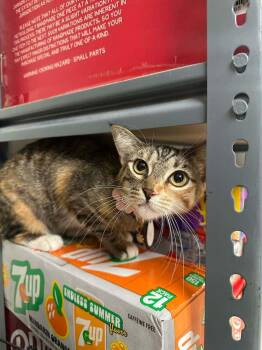 Erica -  Domestic Short Hair Cat for Adoption in Tucson, Arizona - Erica | PetCurious
