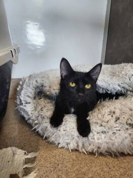 Rescue Domestic Short Hair Cats for Adoption in Oskaloosa, Iowa - Giselle | PetCurious