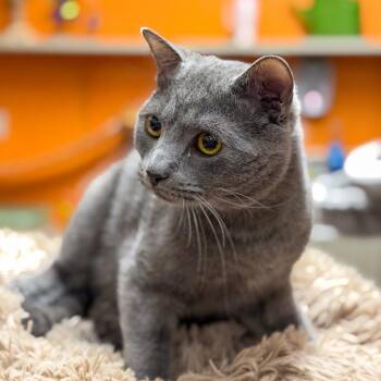 Domestic Short Hair Cats Available for Adoption in Gainesville, Georgia - Captain Hook | PetCurious