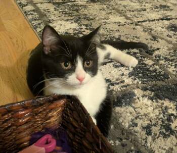 American Shorthair Cats Available for Adoption - McDonalds | PetCurious