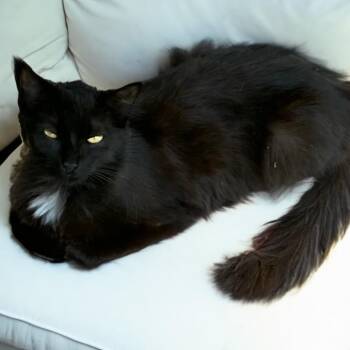 Mama Smokey -  Domestic Long Hair Cat for Adoption in Long Beach, California - Mama Smokey | PetCurious