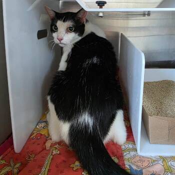 Jocelyn -  Domestic Short Hair Cat for Adoption in Eureka Springs, Arkansas - Jocelyn | PetCurious