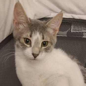 Luna -  Domestic Short Hair Cat for Adoption in Clifton, New Jersey - Luna | PetCurious
